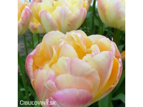 zlutoruzovy plnokvety tulipan creme upstar 4