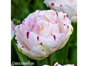 bily plnokvety tulipan danceline 1
