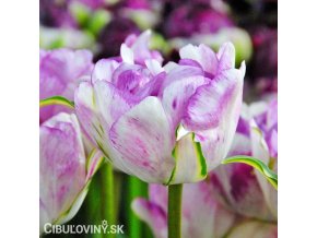 bilofialovy plnokvety tulipan double shirley 4