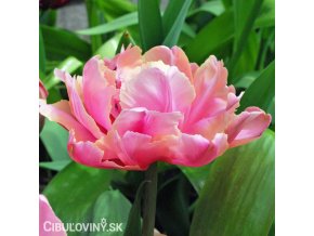 ruzovy plnokvety tulipan final star 1