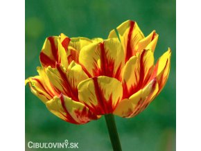 zlutocerveny plnokvety tulipan golden nizza 1
