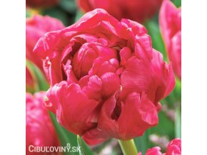 ruzovy plnokvety tulipan chato 1