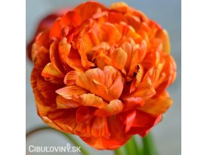 oranzovy plnokvety tulipan sunlover 1