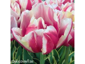 ruzovy plnokvety tulipan top lips 1