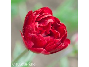 cerveny plnokvety tulipan uncle tom 3