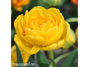 zluty plnokvety tulipan yellow pomponette 1