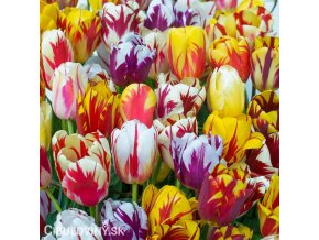 tulipany rembrandt smes barev mix 1