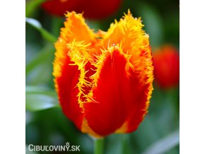 cervenozluty trepenity tulipan davenport 1