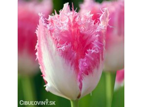ruzovy trepenity tulipan fancy frills 1