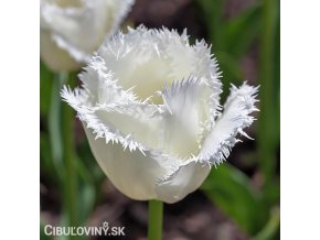 bily trepenity tulipan honeymoon 1