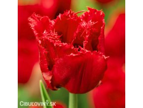 cerveny trepenity tulipan red wing 1