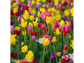 tulipan venkovsky smes barev mix 3