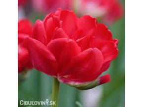 cerveny vicekvety tulipan esthatic 2