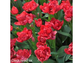 cerveny vicekvety tulipan esthatic 1