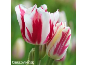 cervenobily tulipan flaming club 1