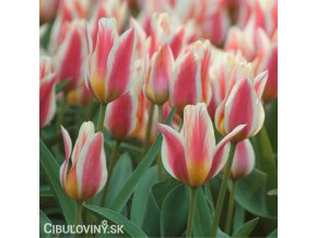 biloruzovy vicekvety tulipan quebec 1