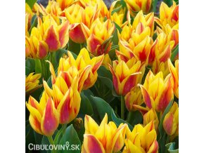 zlutocerveny vicekvety tulipan winnipeg 1