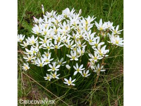 Zephyranthes candida bila destova lilie 1