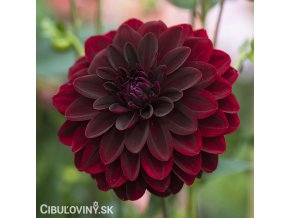 cervena jirina arabian night 1