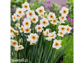Narcis - Beautiful Eyes