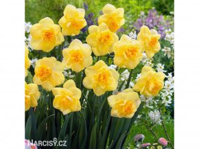 Narcis - Orange Juice