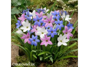 Ipheion - Jarná hviezda mix