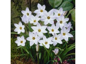 Ipheion - Jarná hviezda Uniflorum