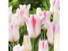 Tulipán ľaliový - Holland Chic