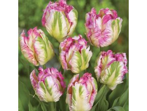 Tulipán papagájový - Cabanna