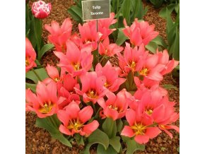 Tulipán mnohokvetý - Toronto