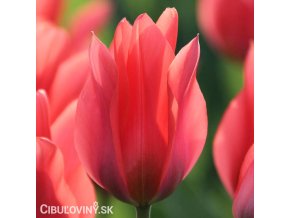 cerveny vicekvety tulipan toronto 1