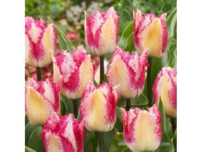 Tulipán rozstrapkaný - Yasmine