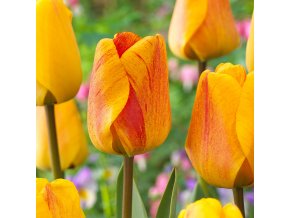 Tulipán - Beauty of Apeldoorn