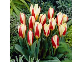Tulipán kaufmanniana - The first