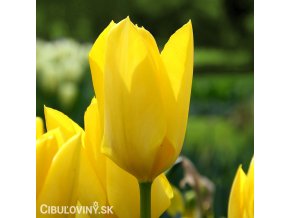 zluty tulipan yellow purissima 1