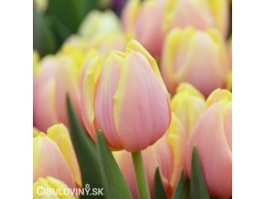 ruzovy tulipan mango charm 1