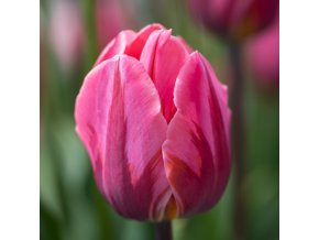 Tulipán - Pretty princess