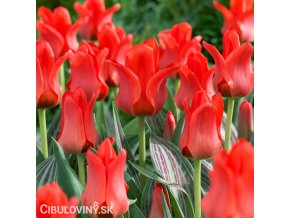 cerveny tulipan red riding hood 1