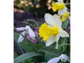 Narcis - January Silver