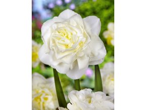 Narcis - Obdam