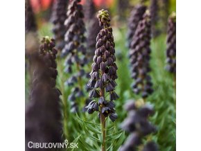 cerny rebcik fritillaria twin towers 1
