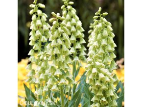 bily rebcik fritillaria persica alba 1