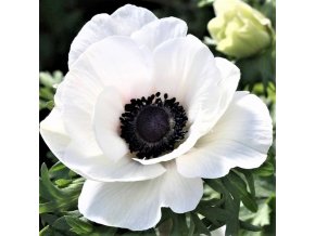 Sasanka - Anemone The Bride