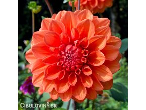 oranzova jirina orange nugget 1