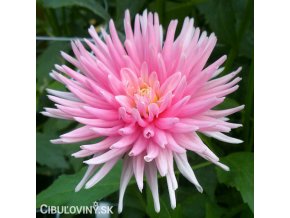 ruzova jirina park princess 1