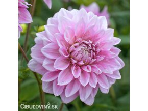 ruzova jirina lavender perfection 1