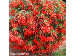 cervena previsla begonie bertinii santa cruz 1