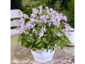 stavel ctyrlistek oxalis fanny triangularis 1