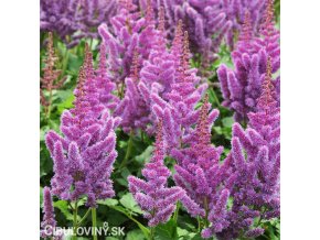 astilbe hyacintova cechrava 1