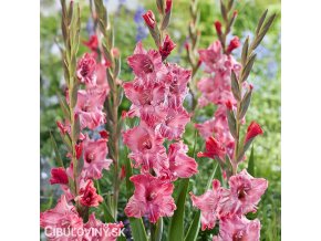 cerveny mecik strawberry swirl 1